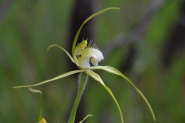 Caledenia georgei Tuart Spider Orchid (c) Jill Black.jpg